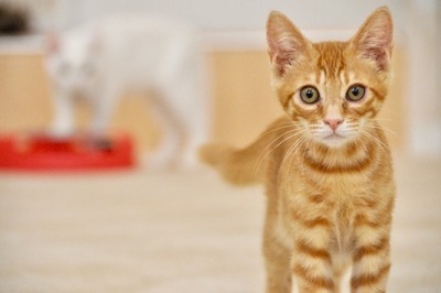 45b31dea94a8853d19a7d006b7ca9326_s