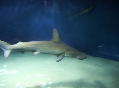 a0800_000084
