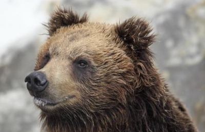 【画像】クマ界のラスボス、ついに姿を見せた模様