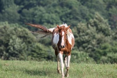 009ca2f4a18ca6354bad4c6653dca849_s