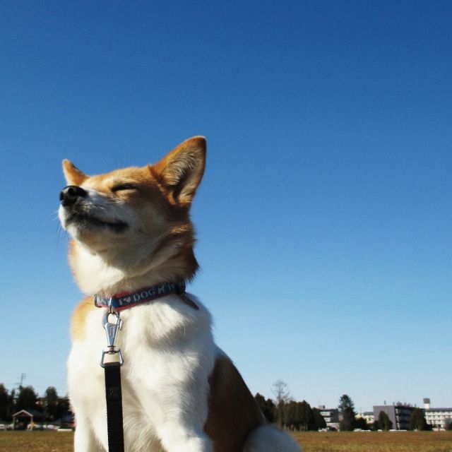 動画 イッヌ お手ですね 全力でお手して失敗した犬が可愛すぎるｗｗｗｗ ぶる速 Vip