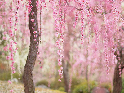 beautiful-cherry-blossom-09