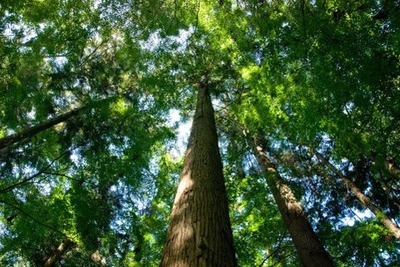 今日ちょっと深夜に山登ったんやが不思議な経験をしたから最後まで聞いてくれ