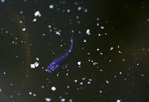 96d5d70a.jpg