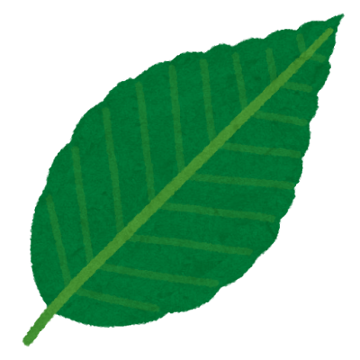 plant_buna_leaf