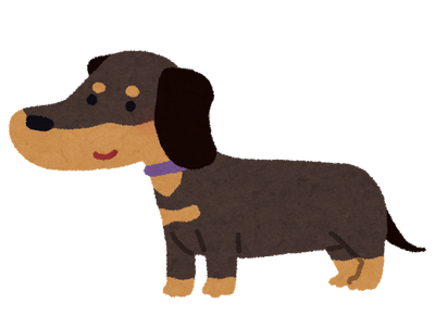 dog_dachshund_blacktan