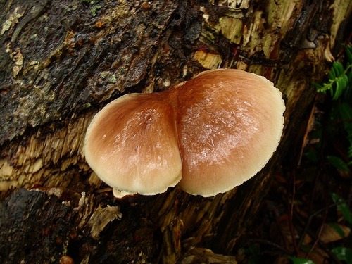 Omphalotus_guepiniformis_Berk_Neda_01