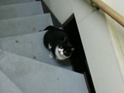しっぽ1