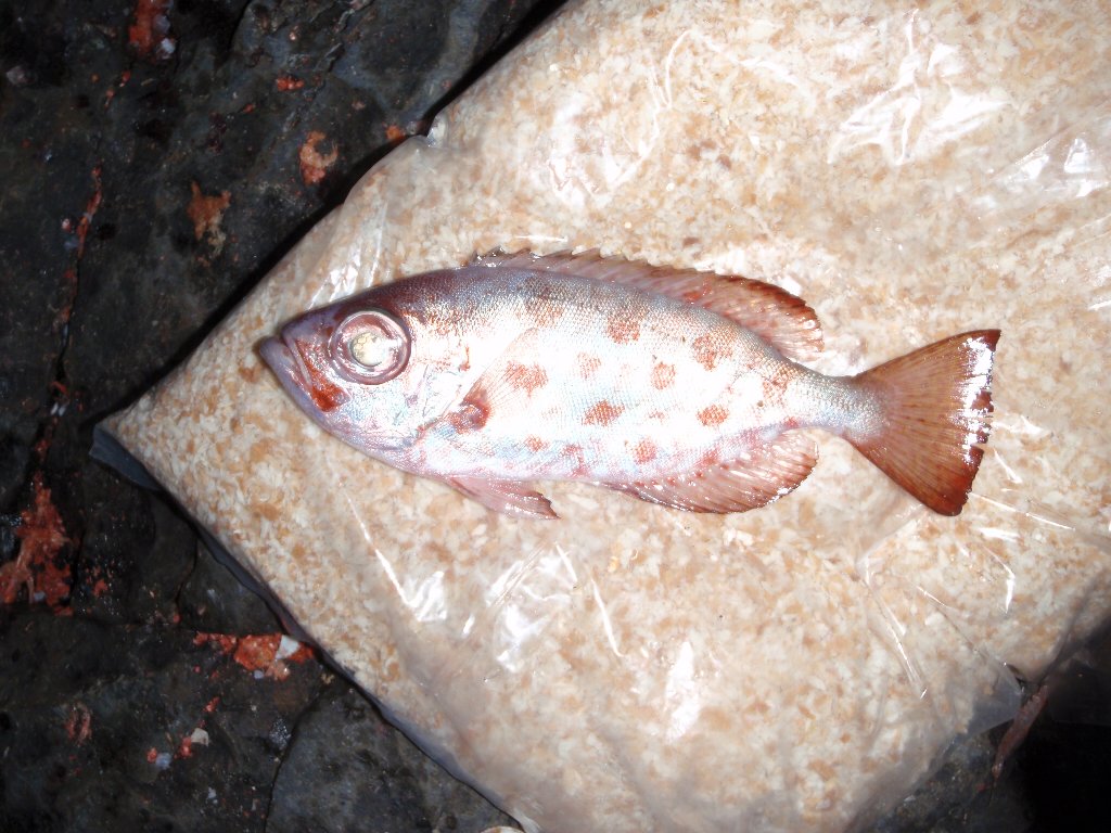 年のベスト 赤い 斑点 魚