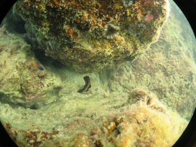 Diving_42