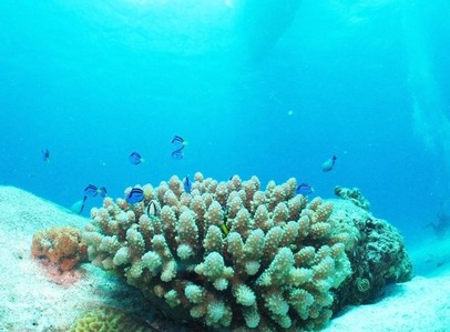 Image_1156ad4