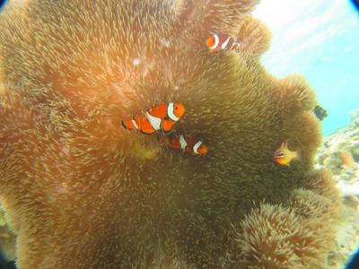 カクレクマノミ