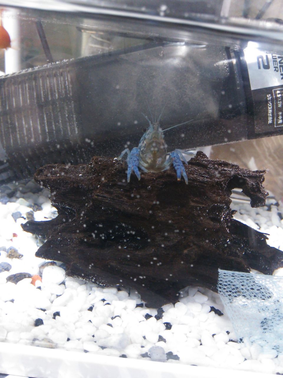 ミステリークレイフィッシュorエンドリ はーくんの魚達 ポリプ 牙魚