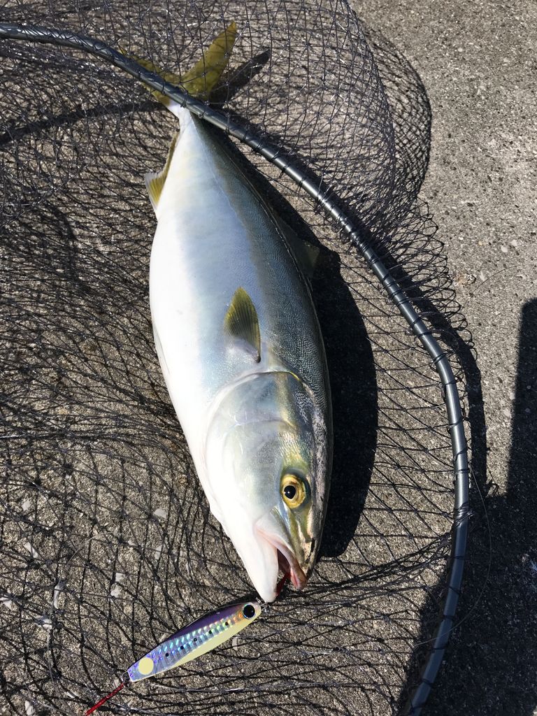 17 9 29 川崎新堤防 シーバスルアー ぽっちゃんパパの釣りとか色々