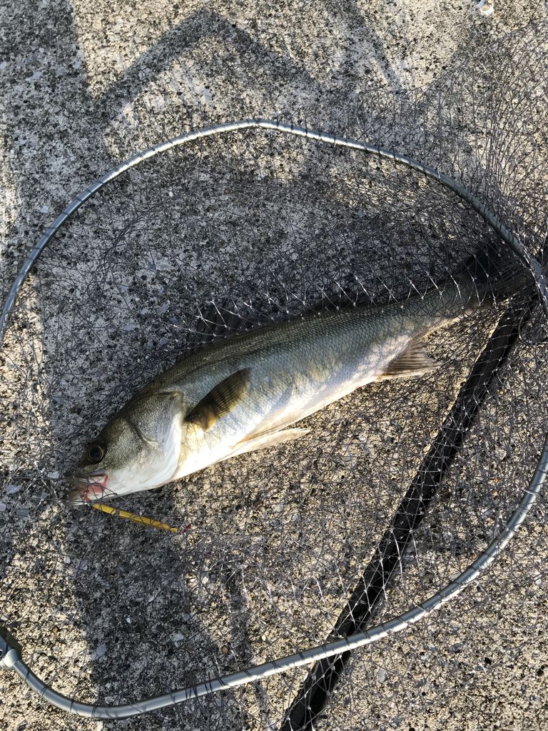 17 9 29 川崎新堤防 シーバスルアー ぽっちゃんパパの釣りとか色々 17 9 29 川崎新堤防 シーバスルアー ぽっちゃんパパの釣りとか色々