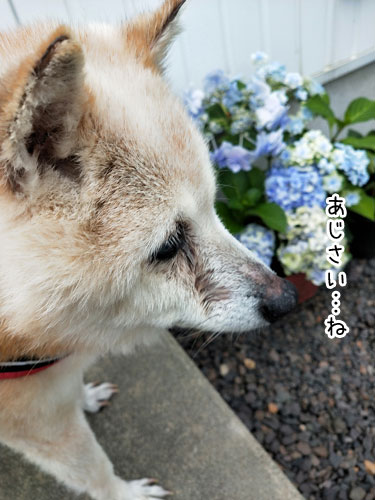 2019-6-11-2