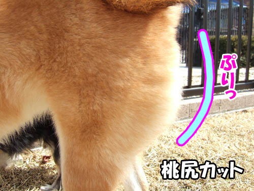 桃尻カット ぽち Powered By ライブドアブログ