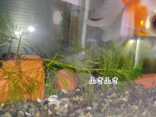 金魚の個性 ぽち Powered By ライブドアブログ 金魚の個性 ぽち Powered By ライブドアブログ