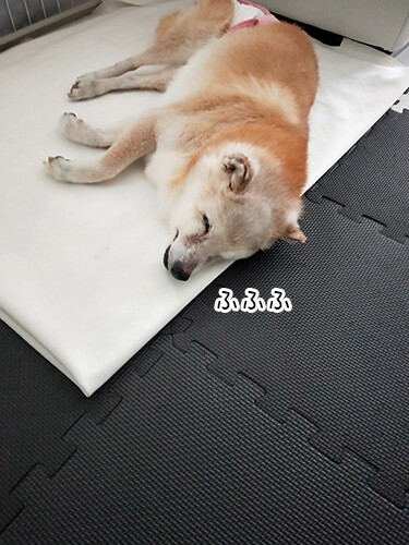 笑う犬 ぽち Powered By ライブドアブログ