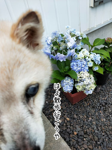 2019-6-11-3