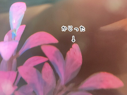 2021-1-30-4