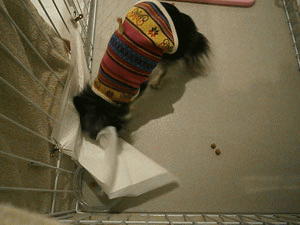 2013-4-24.gif