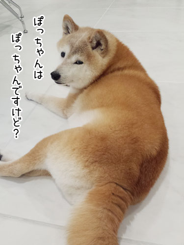 犬のたぬき化 ぽち Powered By ライブドアブログ 犬のたぬき化 ぽち Powered By ライブドアブログ