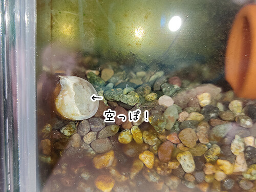 貝主失格 ぽち Powered By ライブドアブログ 貝主失格 ぽち Powered By ライブドアブログ