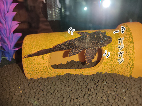 2021-3-4-2