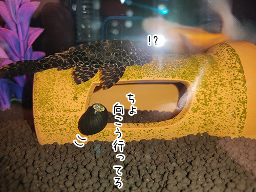 2021-3-5-1