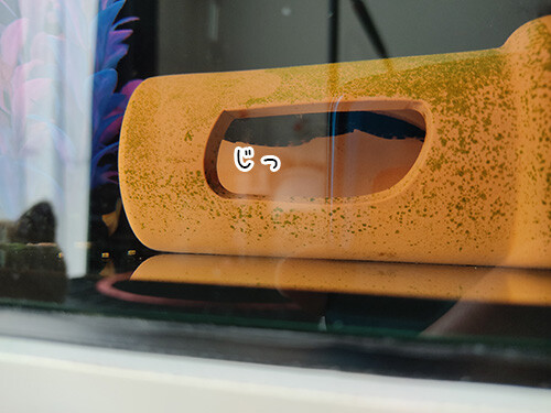 土管 その後 ぽち Powered By ライブドアブログ