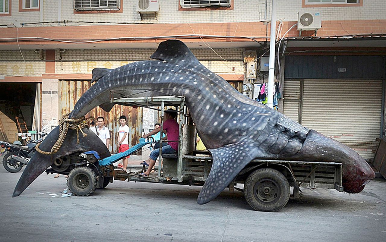 中国のトンデモ光景 世界最大の絶滅危惧魚 を運ぶ漁師の姿がスゴいことに Pochiの天の声