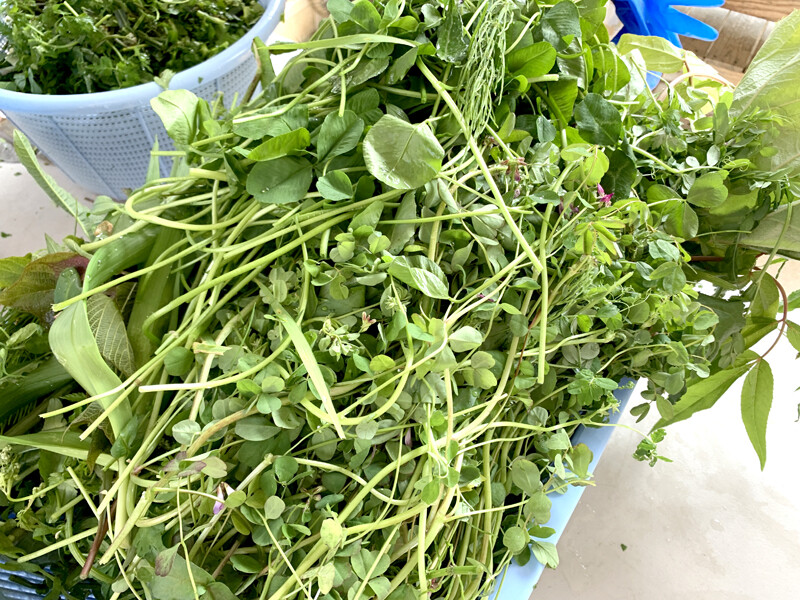 生きてる野草酵素 第2弾完成 ポチの家 生きてる野草酵素 第2弾完成 ポチの家