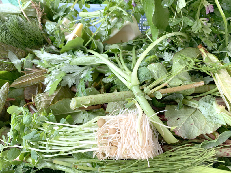 生きてる野草酵素 第2弾完成 ポチの家 生きてる野草酵素 第2弾完成 ポチの家