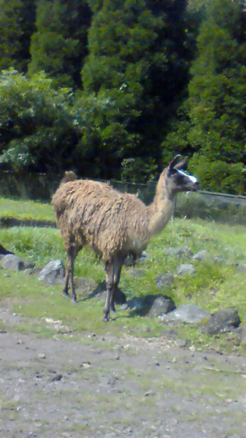リャマさん 根暗犬の本音