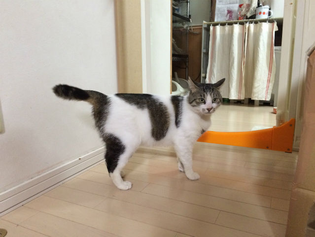 Fivキャリアの子の里親になりました ジナパパ一家の何てことない日常