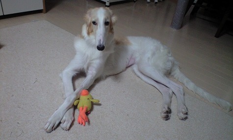 P���ȥ�����