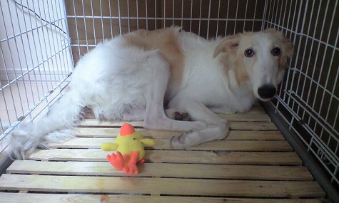 遊んでいい・・・?