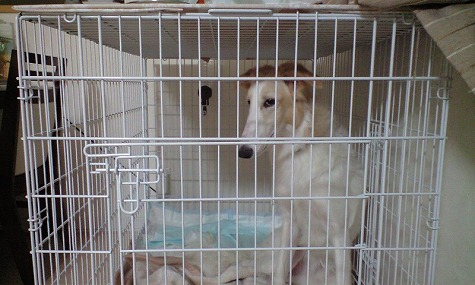 ケージの中のジーナ