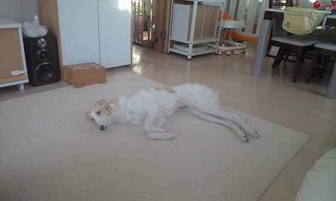 ���󥬥롼����