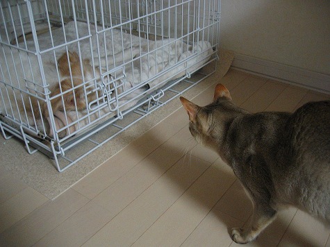 タボちゃん&ジーナ