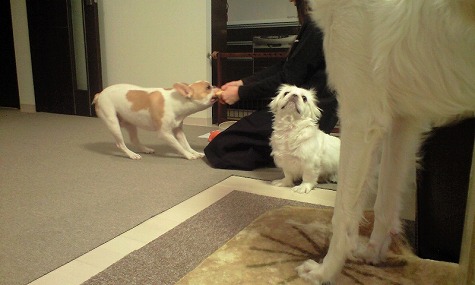 Ͷ�äƤ����ڤ������