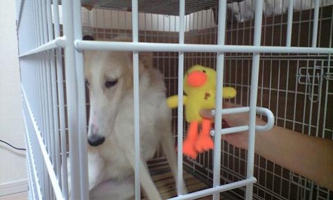 Pくんにビビるジーナ