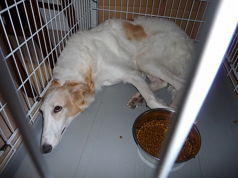 ジーナいつもどおり