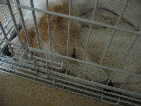 ジーナおやすみ