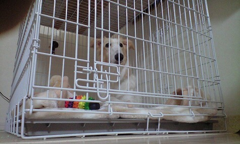 ケージの中のジーナ2