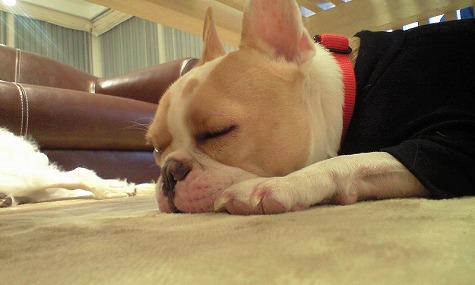 �פ������ο���