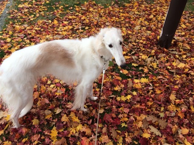 2017-10-28-11-05-47