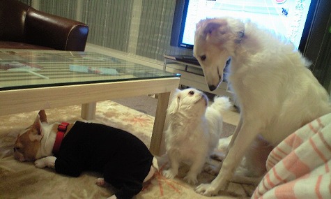 Ͷ�äƤ����ڤ������