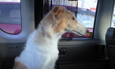 車で警戒するジーナ